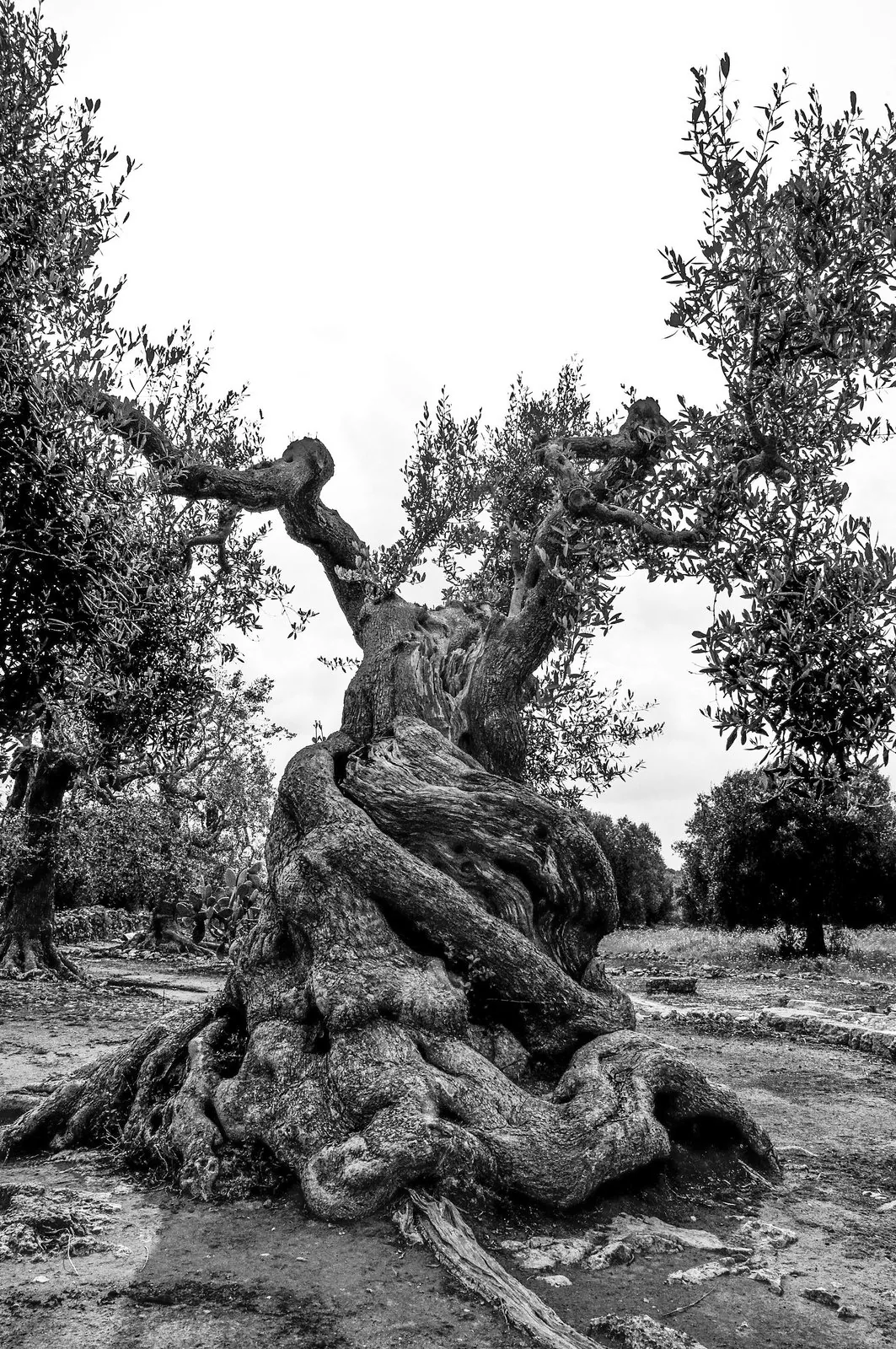 Strada costiera salentina che costeggia il mare con la vegetazione mediterranea